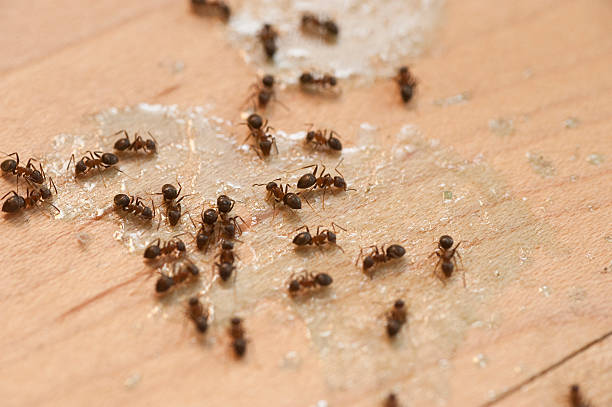 Best Insect Control  in Taneytown, MD